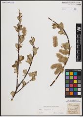 Foto von Salix caprea L.